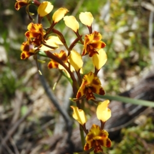 Diuris semilunulata at Kambah, ACT - 22 Oct 2021