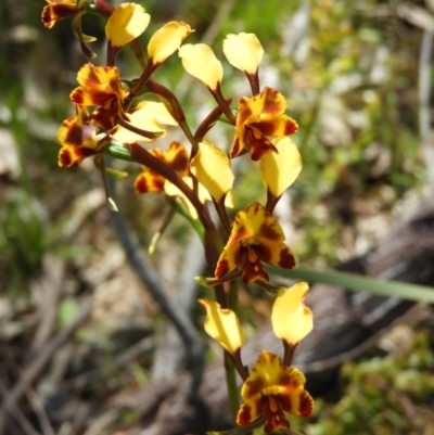 Diuris semilunulata (Late Leopard Orchid) at Kambah, ACT - 22 Oct 2021 by MatthewFrawley