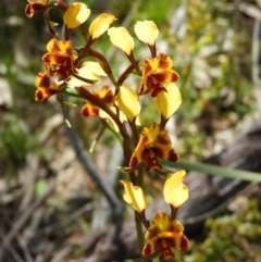 Diuris semilunulata (Late Leopard Orchid) at Kambah, ACT - 22 Oct 2021 by MatthewFrawley