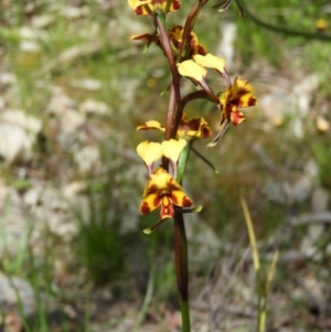 Diuris semilunulata at Kambah, ACT - 22 Oct 2021