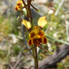 Diuris semilunulata at Kambah, ACT - suppressed