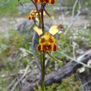 Diuris semilunulata at Kambah, ACT - 22 Oct 2021