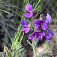 Swainsona behriana (Behr's Swainson-Pea) at Theodore, ACT - 22 Oct 2021 by Shazw