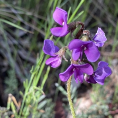 Swainsona behriana (Behr's Swainson-Pea) at Theodore, ACT - 23 Oct 2021 by Shazw