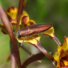 Melobasis propinqua (Propinqua jewel beetle) at Mount Taylor - 22 Oct 2021 by MatthewFrawley