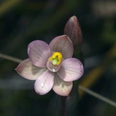 Thelymitra carnea (Tiny Sun Orchid) at Molonglo Valley, ACT - 18 Oct 2021 by jb2602