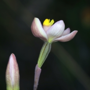 Thelymitra carnea at Molonglo Valley, ACT - suppressed