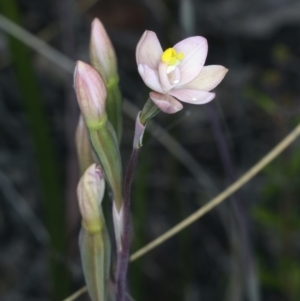 Thelymitra carnea at Molonglo Valley, ACT - suppressed