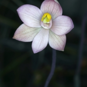 Thelymitra carnea at Molonglo Valley, ACT - 18 Oct 2021