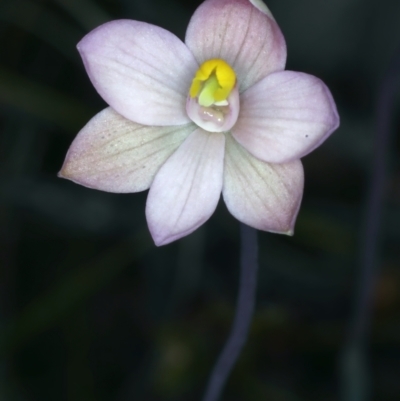 Thelymitra carnea (Tiny Sun Orchid) at Molonglo Valley, ACT - 18 Oct 2021 by jb2602