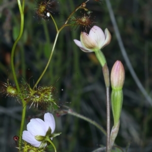 Thelymitra carnea at Molonglo Valley, ACT - suppressed