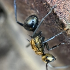 Polyrhachis semiaurata (A golden spiny ant) at Jerrabomberra, NSW - 22 Oct 2021 by Steve_Bok