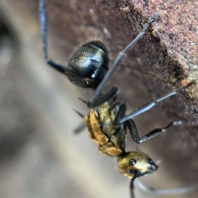 Polyrhachis semiaurata (A golden spiny ant) at Mount Jerrabomberra QP - 22 Oct 2021 by Steve_Bok