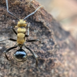 Polyrhachis semiaurata at Jerrabomberra, NSW - 23 Oct 2021 08:55 AM