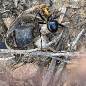 Polyrhachis semiaurata at Jerrabomberra, NSW - 23 Oct 2021 08:55 AM