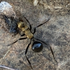 Polyrhachis semiaurata at Jerrabomberra, NSW - 23 Oct 2021 08:55 AM