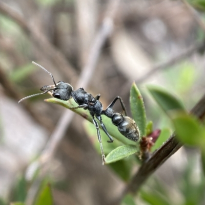 Myrmecia sp. (genus) (Bull ant or Jack Jumper) at Mount Jerrabomberra - 22 Oct 2021 by Steve_Bok