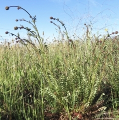 Sanguisorba minor (Salad Burnet, Sheep's Burnet) at Jerrabomberra, ACT - 17 Oct 2021 by RobParnell