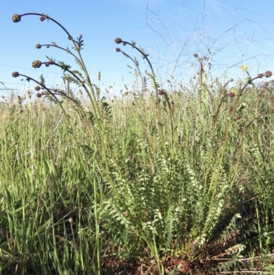 Sanguisorba minor (Salad Burnet, Sheep's Burnet) at Jerrabomberra, ACT - 17 Oct 2021 by RobParnell