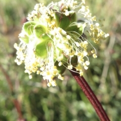 Sanguisorba minor at Jerrabomberra, ACT - 17 Oct 2021