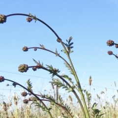 Sanguisorba minor at Jerrabomberra, ACT - 17 Oct 2021