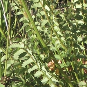 Sanguisorba minor at Jerrabomberra, ACT - 17 Oct 2021