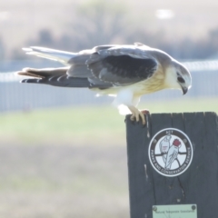 Elanus axillaris (Black-shouldered Kite) at QPRC LGA - 17 Oct 2021 by RobParnell