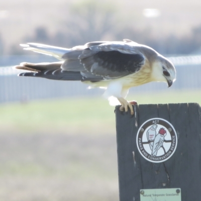 Elanus axillaris (Black-shouldered Kite) at QPRC LGA - 17 Oct 2021 by RobParnell