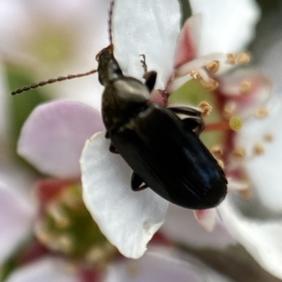 Neocistela ovalis (Comb-clawed beetle) at Mount Jerrabomberra QP - 22 Oct 2021 by Steve_Bok