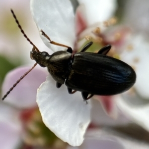 Neocistela ovalis at Jerrabomberra, NSW - 23 Oct 2021