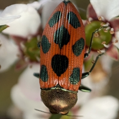 Castiarina octomaculata (A jewel beetle) at Jerrabomberra, NSW - 22 Oct 2021 by SteveBorkowskis