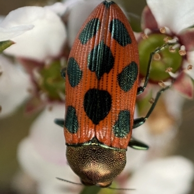 Castiarina octomaculata (A jewel beetle) at QPRC LGA - 22 Oct 2021 by Steve_Bok