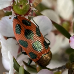 Castiarina octomaculata at Jerrabomberra, NSW - 22 Oct 2021