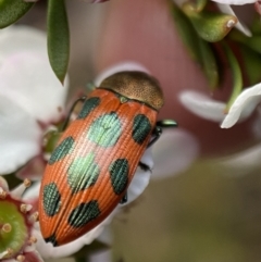 Castiarina octomaculata at Jerrabomberra, NSW - 22 Oct 2021