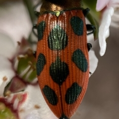 Castiarina octomaculata at Jerrabomberra, NSW - 22 Oct 2021