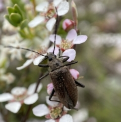 Homotrysis cisteloides (Darkling beetle) at Jerrabomberra, NSW - 23 Oct 2021 by SteveBorkowskis