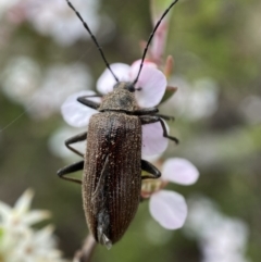 Homotrysis cisteloides at Jerrabomberra, NSW - 23 Oct 2021 08:05 AM