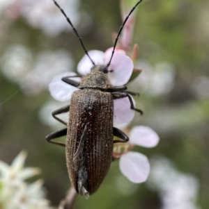 Homotrysis cisteloides at Jerrabomberra, NSW - 23 Oct 2021 08:05 AM