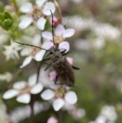 Homotrysis cisteloides at Jerrabomberra, NSW - 23 Oct 2021 08:05 AM