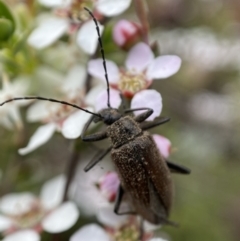 Homotrysis cisteloides at Jerrabomberra, NSW - 23 Oct 2021 08:05 AM