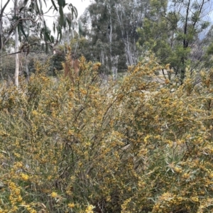 Daviesia mimosoides subsp. mimosoides at Weston, ACT - 21 Oct 2021