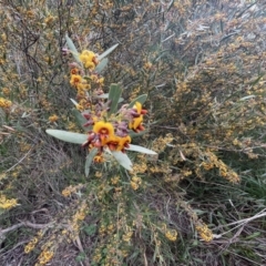 Daviesia mimosoides subsp. mimosoides at Weston, ACT - 21 Oct 2021 05:51 PM