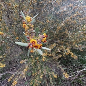 Daviesia mimosoides subsp. mimosoides at Weston, ACT - 21 Oct 2021 05:51 PM