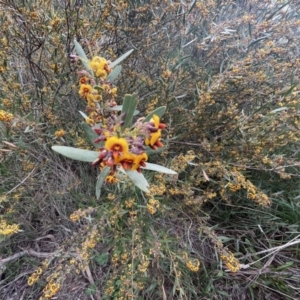 Daviesia mimosoides subsp. mimosoides at Weston, ACT - 21 Oct 2021