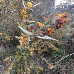 Daviesia mimosoides subsp. mimosoides at Weston, ACT - 21 Oct 2021 05:51 PM