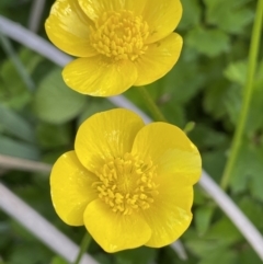 Ranunculus repens (Creeping Buttercup) at Yarralumla, ACT - 22 Oct 2021 by JaneR