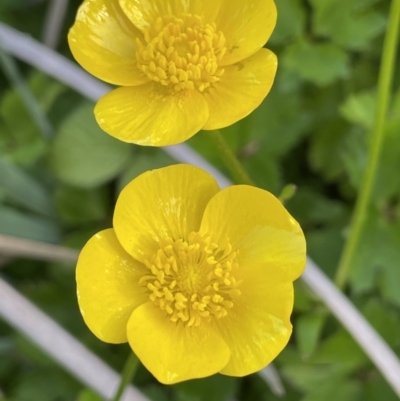 Ranunculus repens (Creeping Buttercup) at Lake Burley Griffin West - 22 Oct 2021 by JaneR