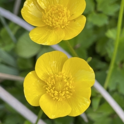 Ranunculus repens (Creeping Buttercup) at Yarralumla, ACT - 22 Oct 2021 by JaneR