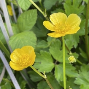 Ranunculus repens at Yarralumla, ACT - 22 Oct 2021