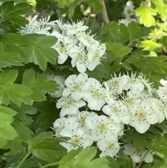 Crataegus monogyna (Hawthorn) at Yarramundi Grassland
 - 22 Oct 2021 by JaneR